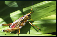 grasshopper on leaf